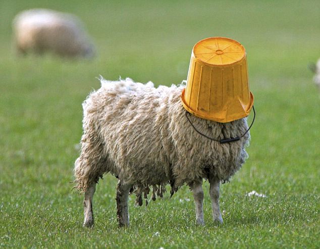 Please byline: Pic: Phil McClean/solent

I'M FEELING A BIT SHEEPISH!
This woolly headed sheep ended up in a bit of pickle after getting his feed bucket stuck on his head.
The bungling animal ended up in the sticky situation as he tried to gobble up every last grain of food left in the container. Photographer Phil McLean took the amusing snap as he passed this field near Berwick Upon Tweed, Scotland. SEE OUR COPY FOR THE FULL STORY.

Please byline: Pic: Phil McClean/solent

©Phil McClean/FLPA/solent

UK +44 (0) 2380 458800